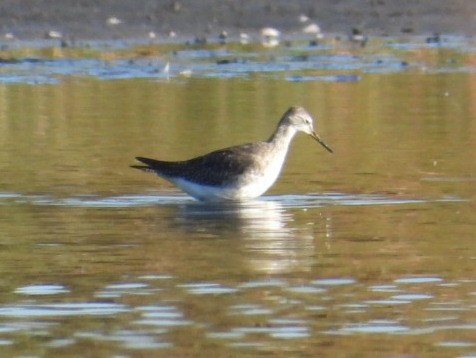 Lesser Yellowlegs - ML642718524