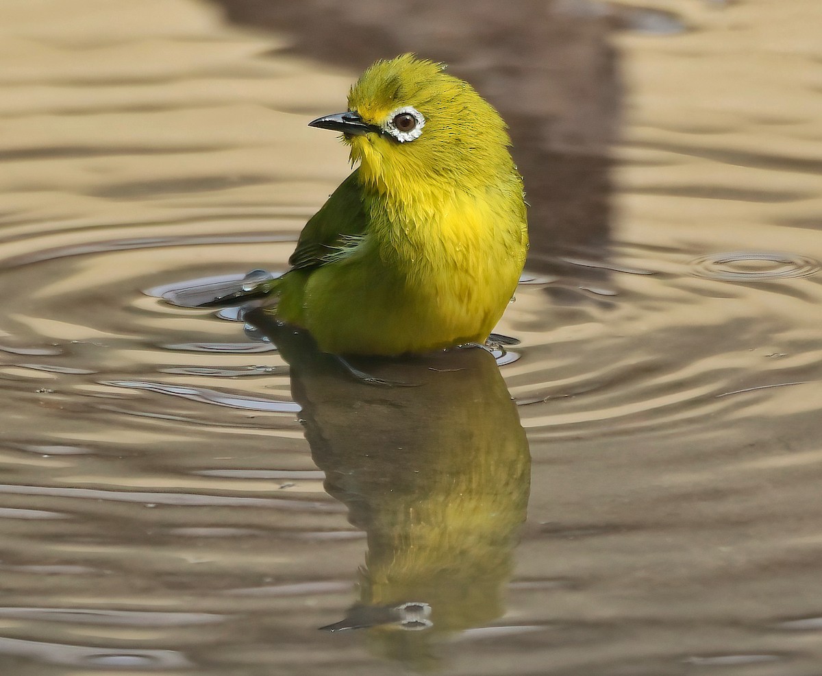 Southern Yellow White-eye - ML642718525