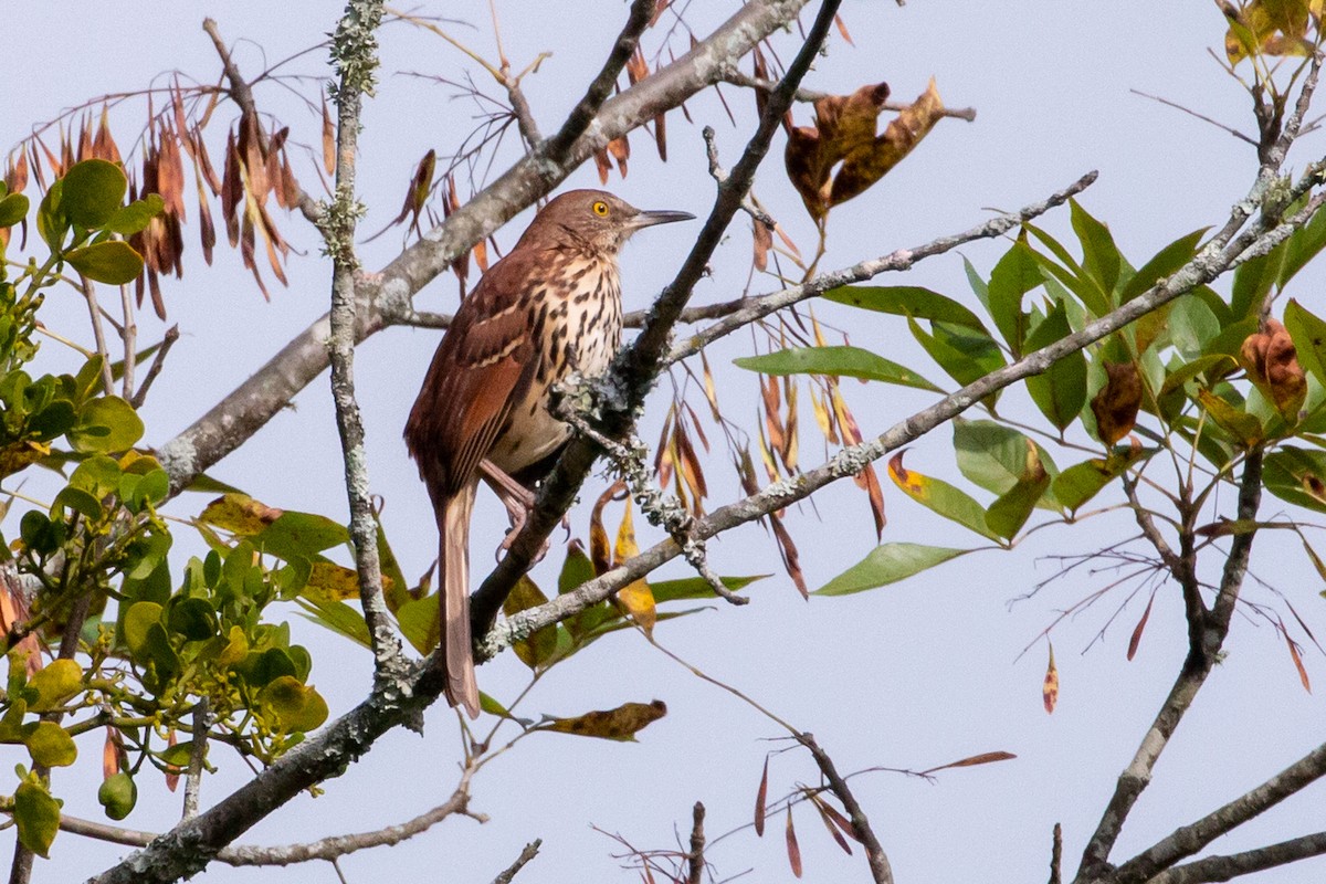 Brown Thrasher - ML642718528