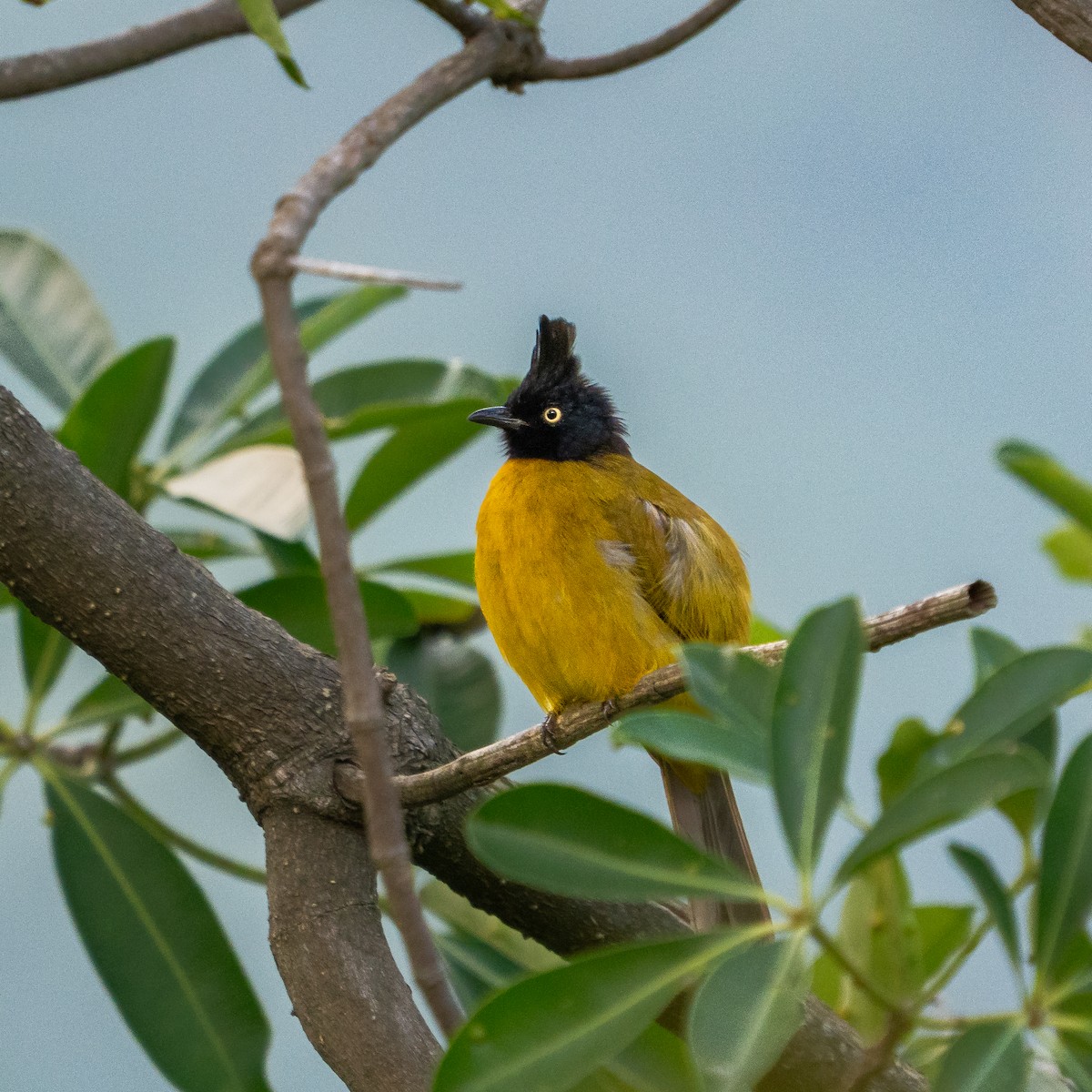 Black-crested Bulbul - ML642718534