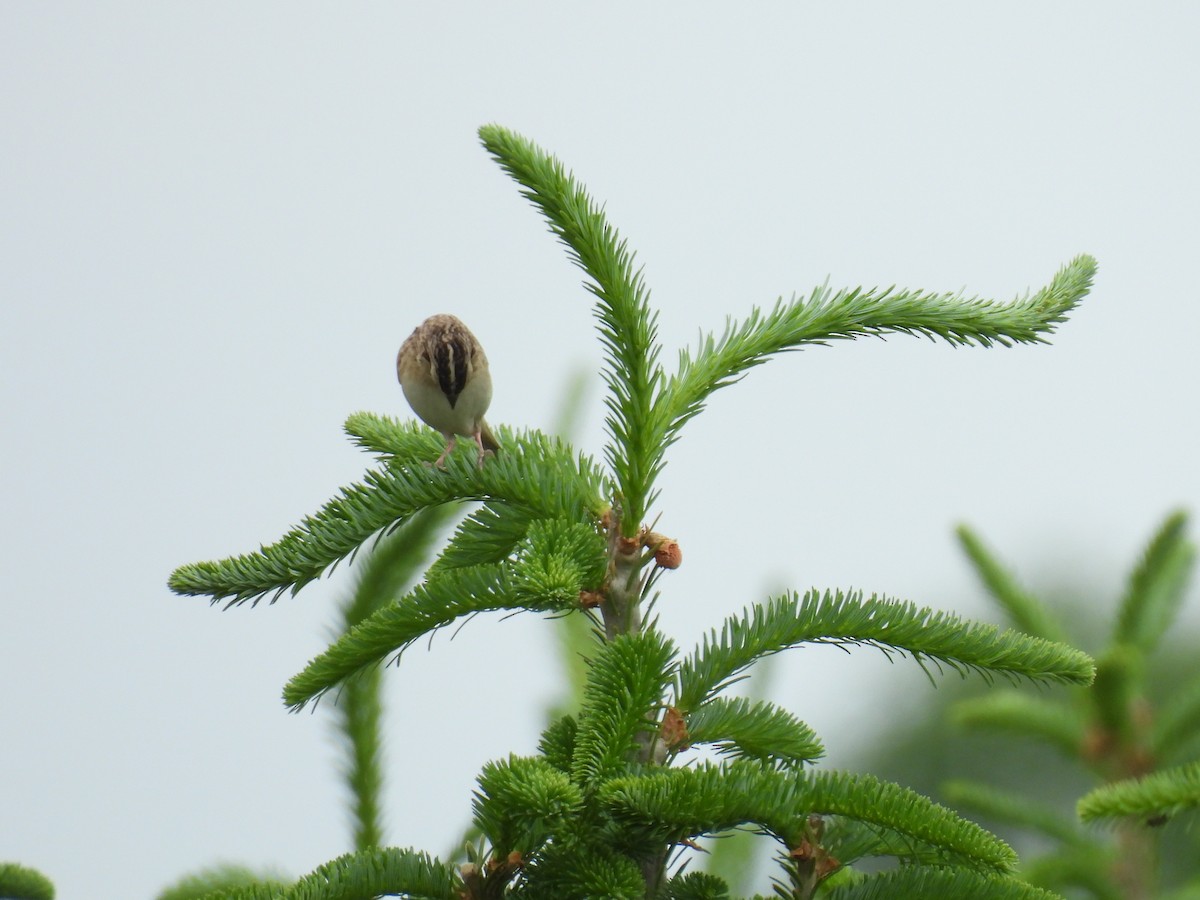 Grasshopper Sparrow - ML642718537