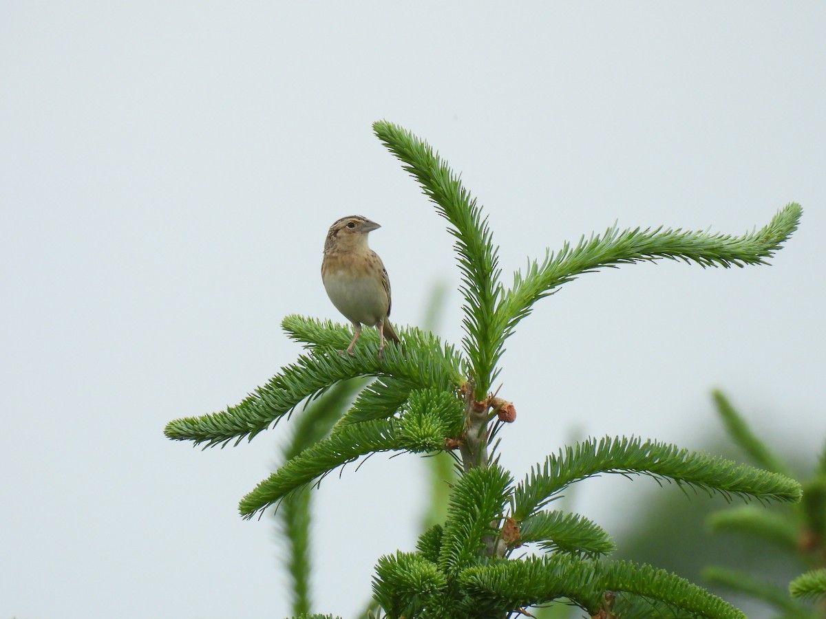 Grasshopper Sparrow - ML642718538