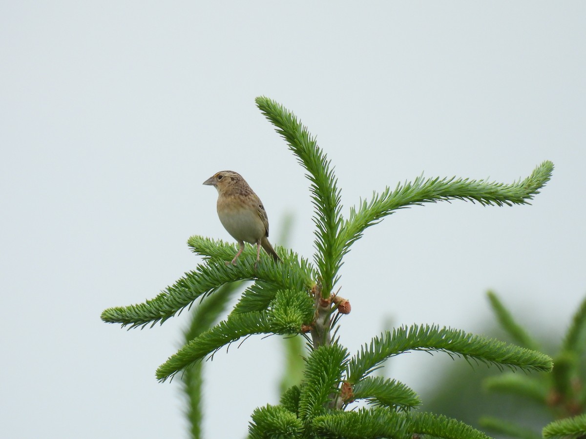 Grasshopper Sparrow - ML642718539