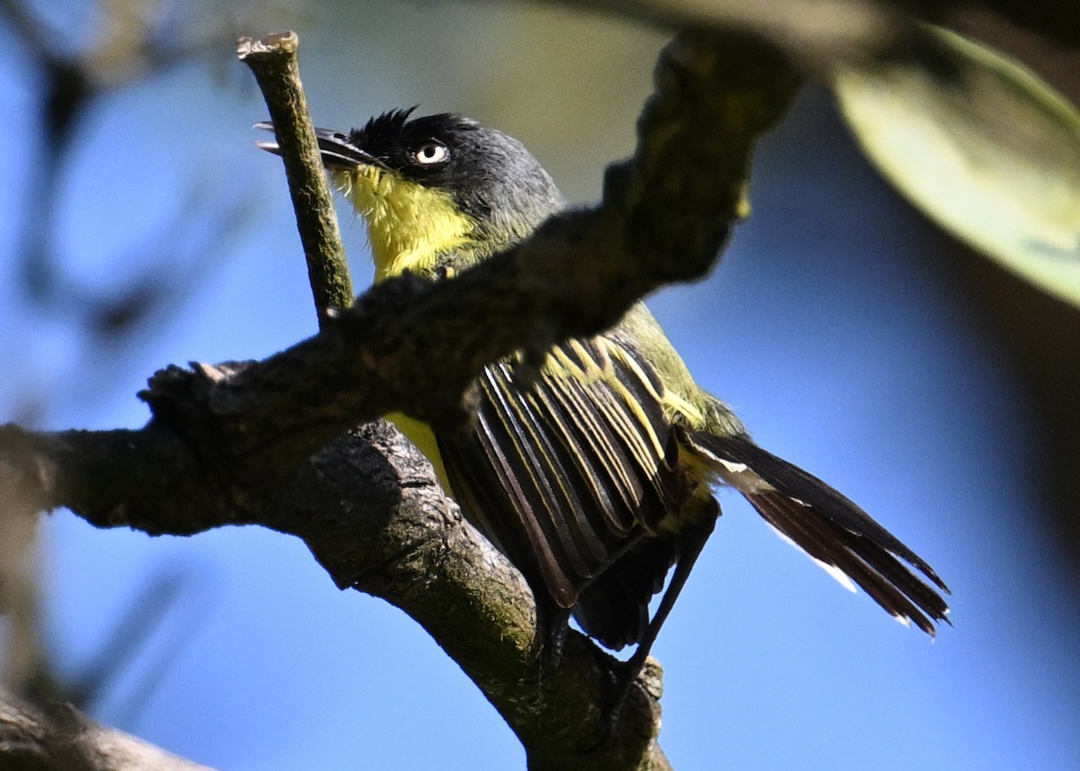 Common Tody-Flycatcher - ML642718541