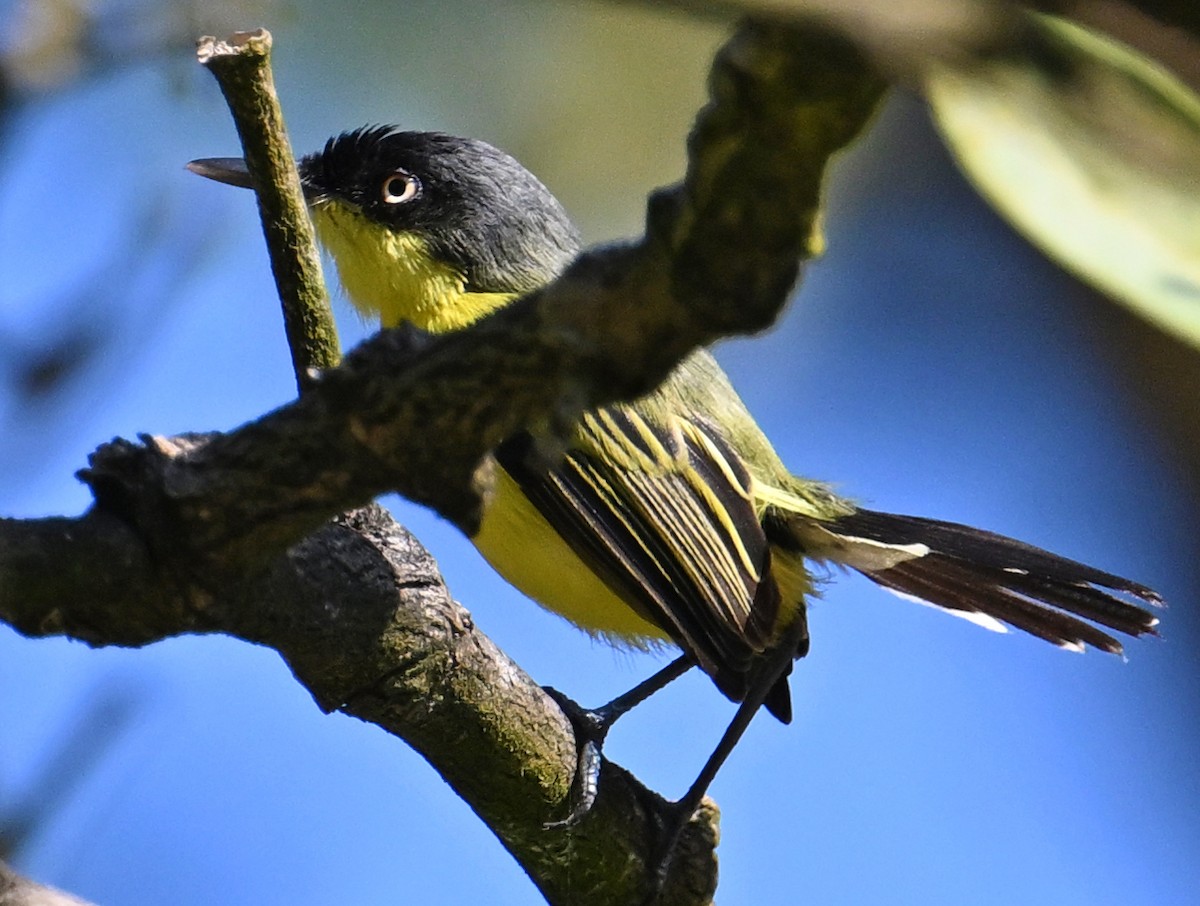 Common Tody-Flycatcher - ML642718542