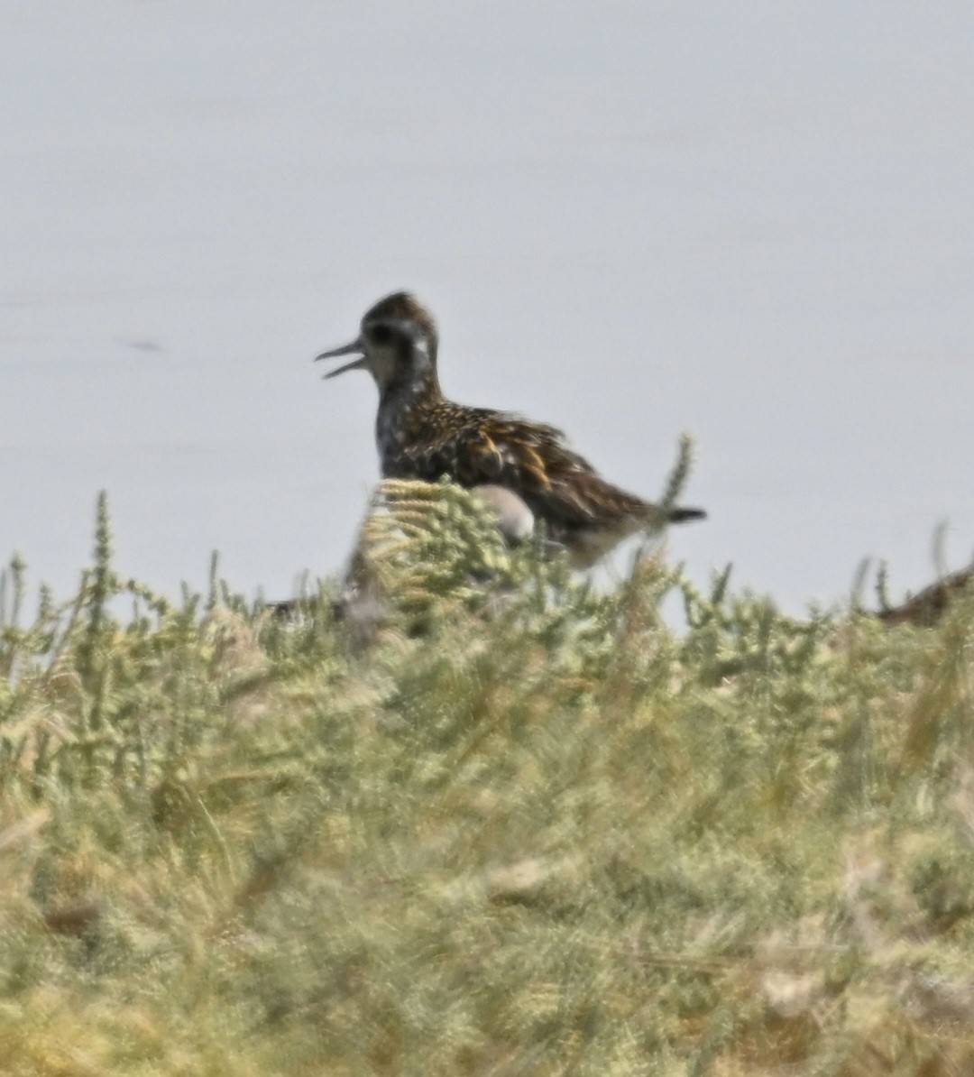 Pacific Golden-Plover - ML642718544