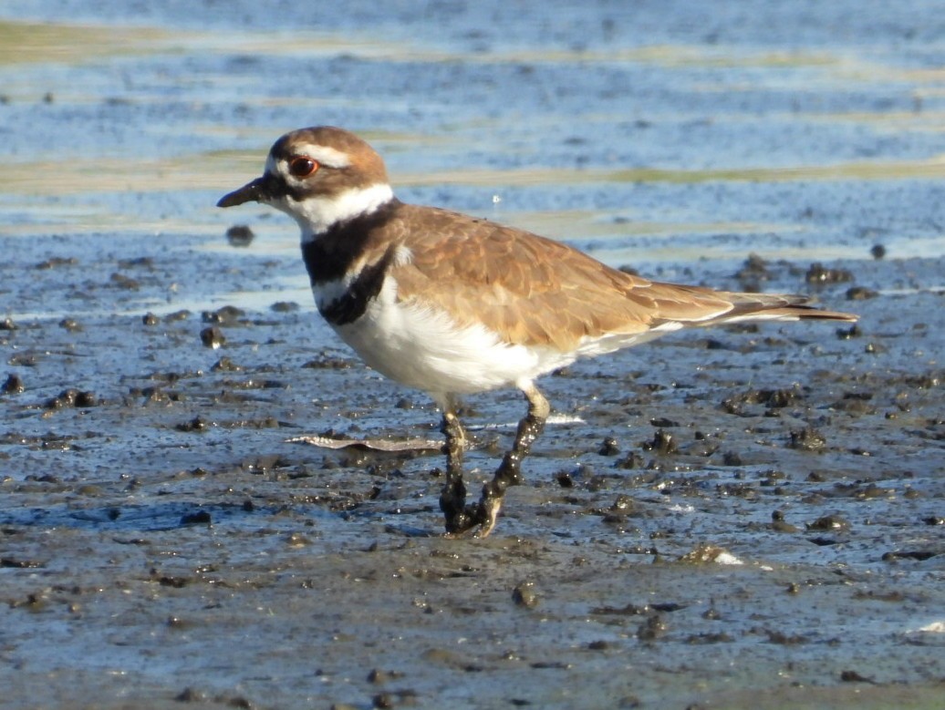 Killdeer - ML642718547