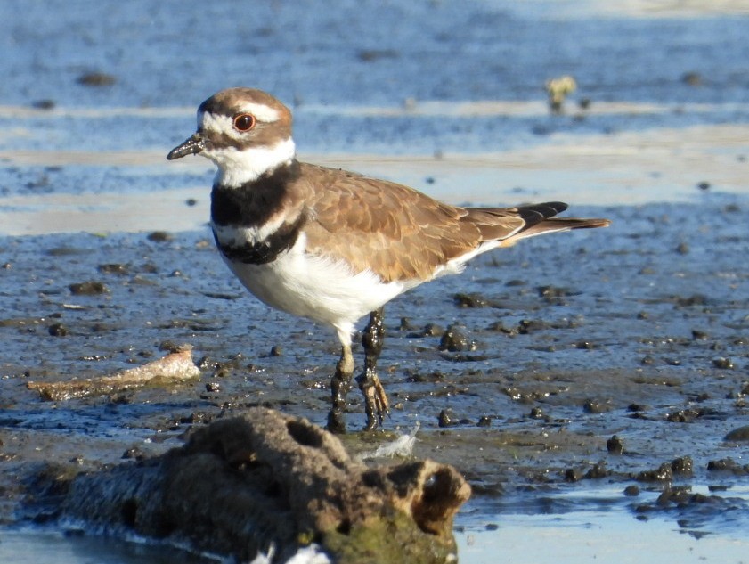 Killdeer - ML642718548