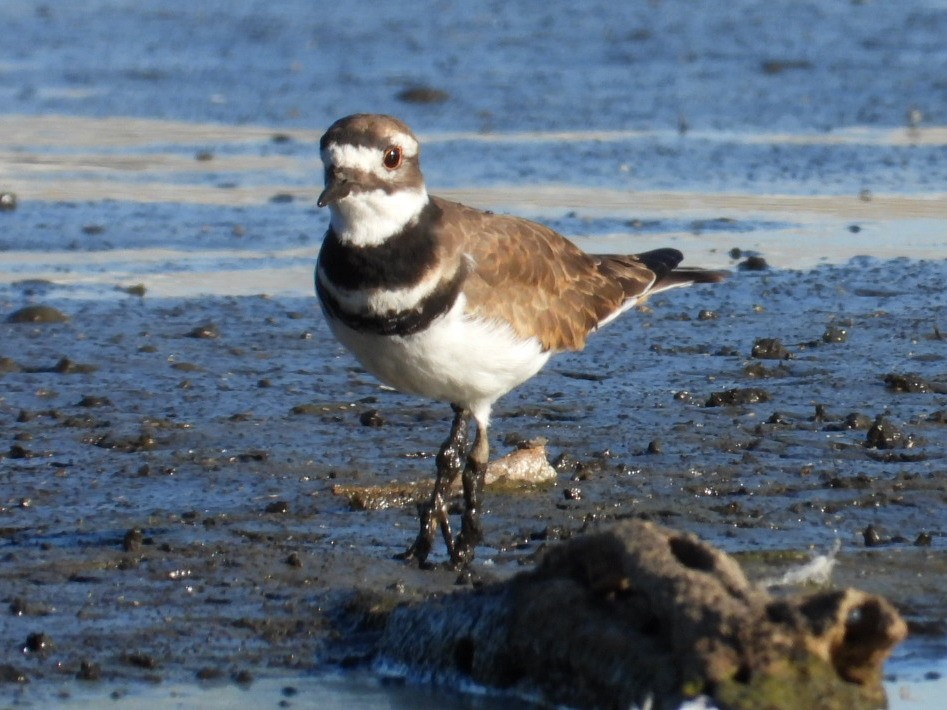 Killdeer - ML642718549