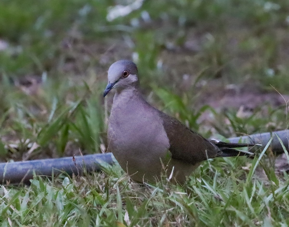 Gray-fronted Dove - ML642718554