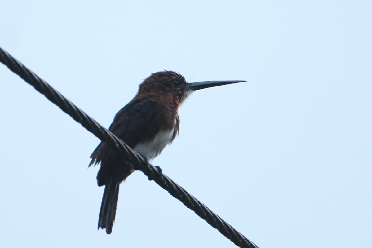 Brown Jacamar - ML642718558