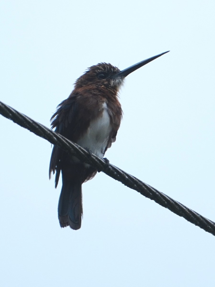 Brown Jacamar - ML642718559