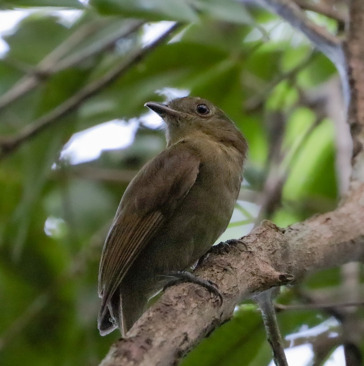 Brown-winged Schiffornis - ML642718589