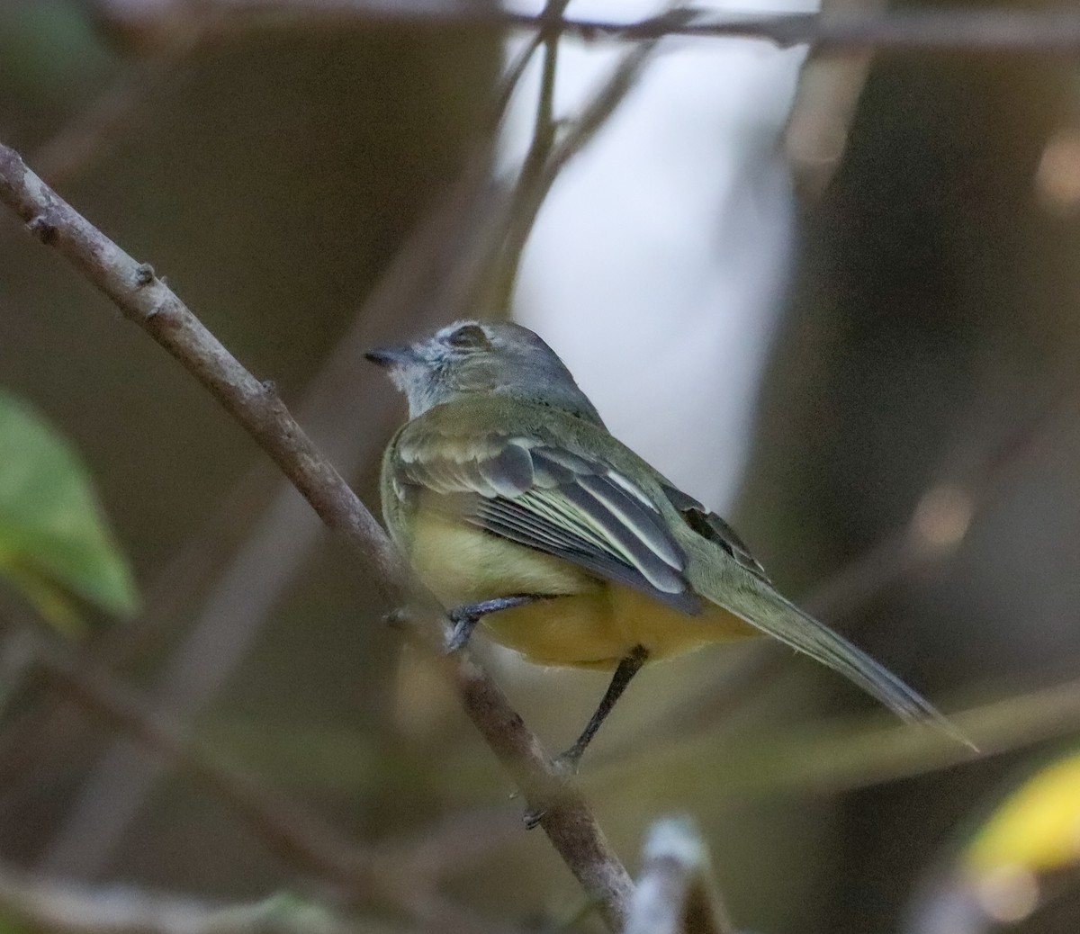 Forest Elaenia - ML642718598