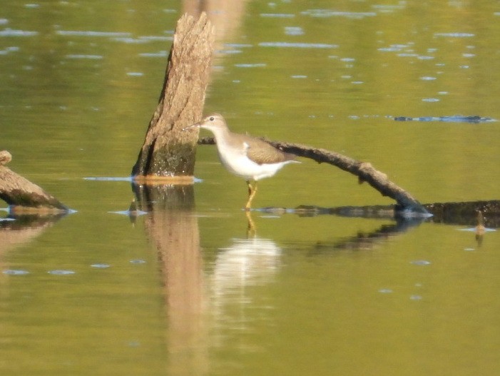 Spotted Sandpiper - ML642718600