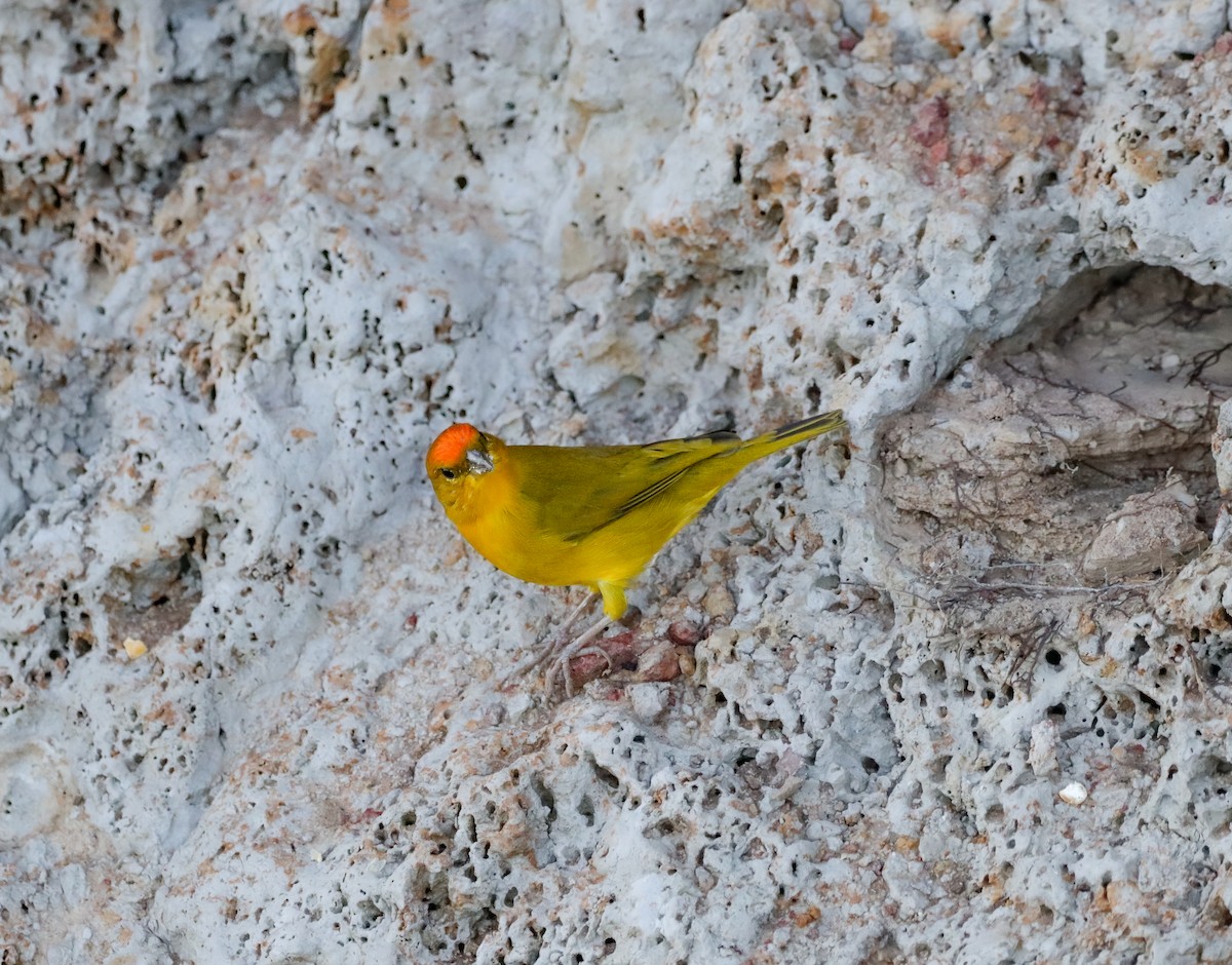 Orange-fronted Yellow-Finch - ML642718615