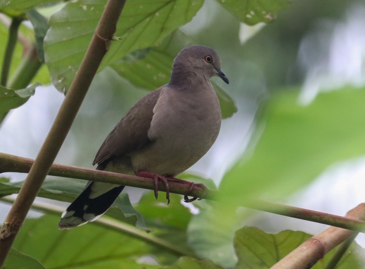 White-tipped Dove - ML642718657