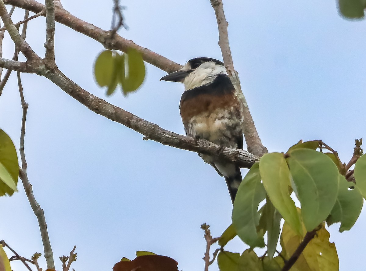 Brown-banded Puffbird - ML642718682