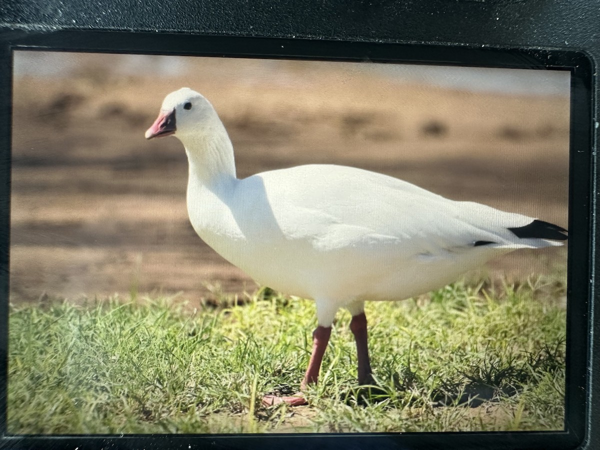 Ross's Goose - ML642718686