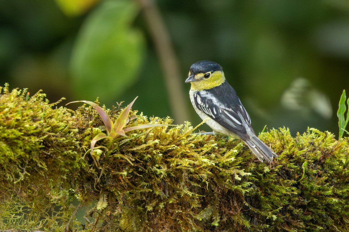Barred Becard - ML642718706