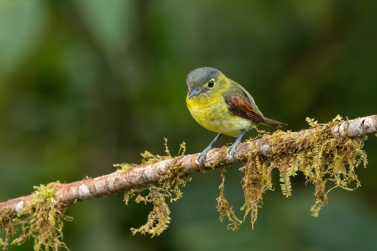 Barred Becard - ML642718707