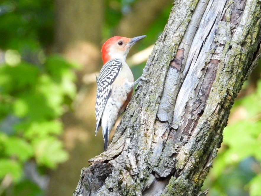 Red-bellied Woodpecker - ML642718723