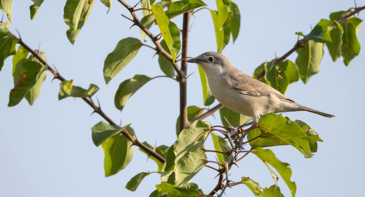 Eastern Orphean Warbler - ML642718742