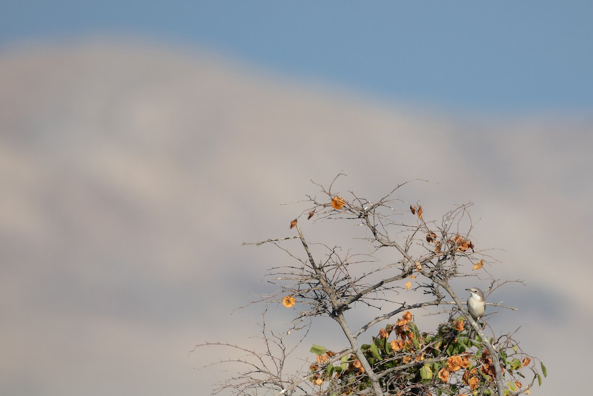 Eastern Orphean Warbler - ML642718747
