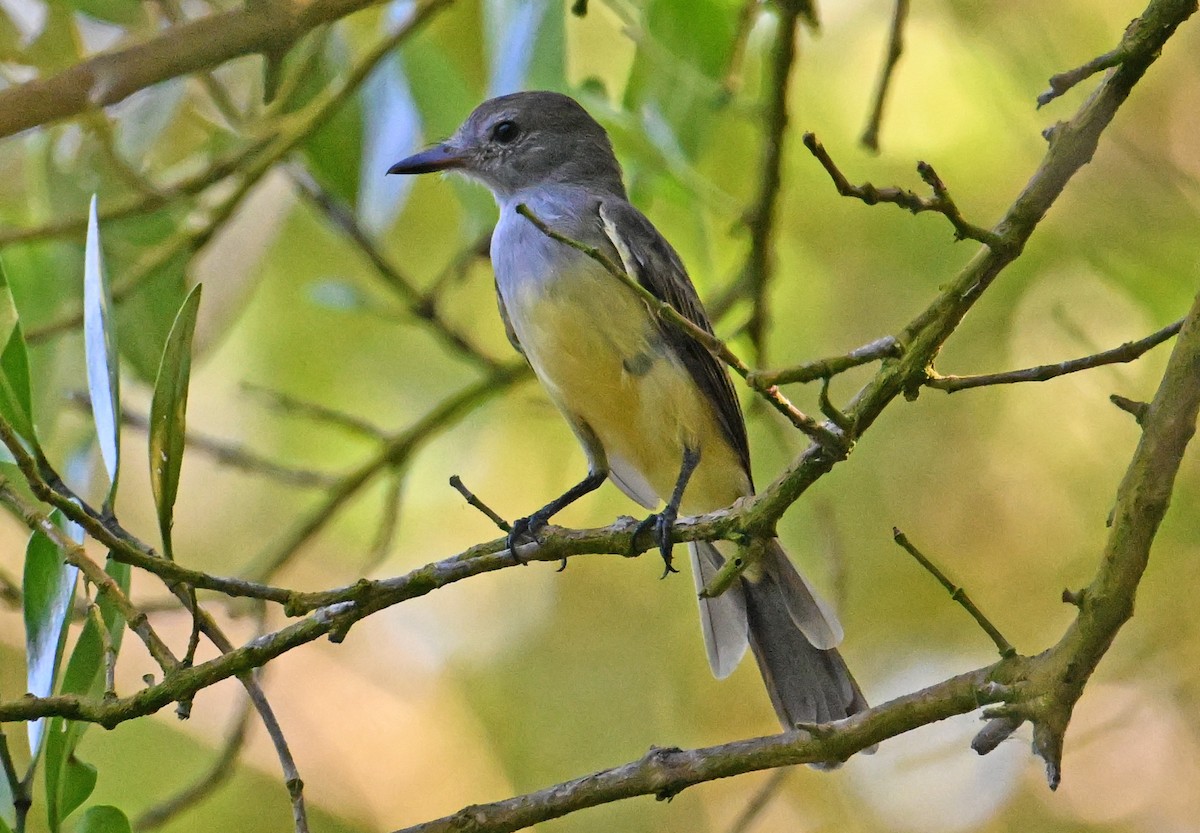 Panama Flycatcher - ML642718783