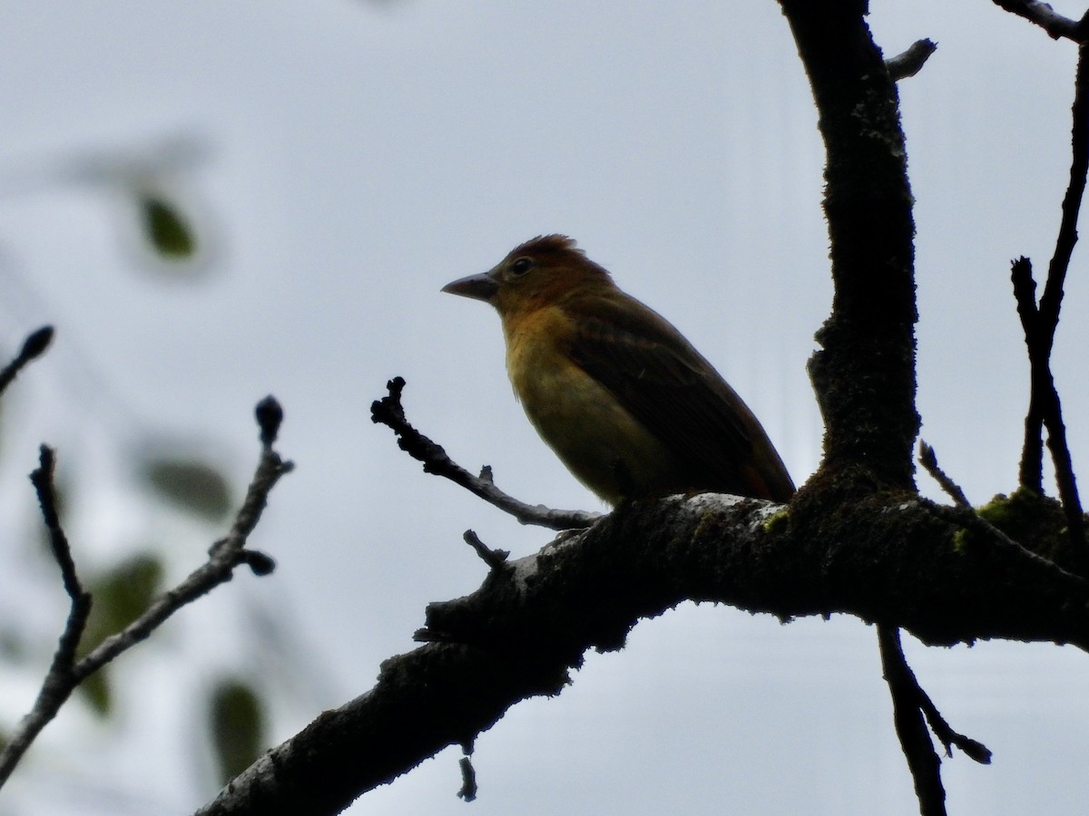Summer Tanager - ML642718813