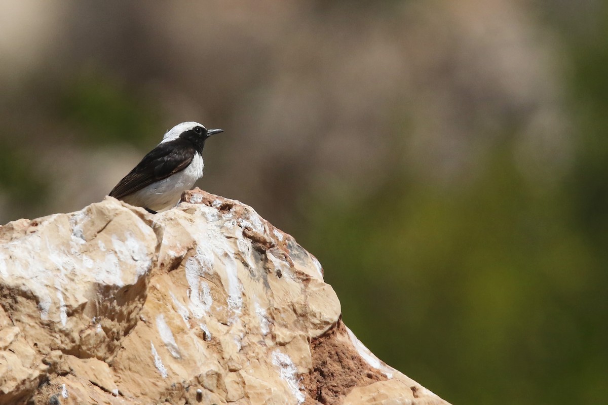 Arabian Wheatear - ML642718826