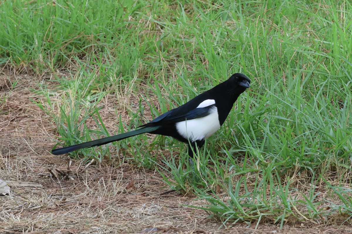 Eurasian Magpie - ML642718873