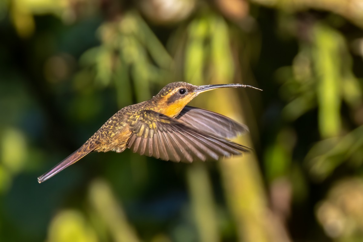 Saw-billed Hermit - ML642718877