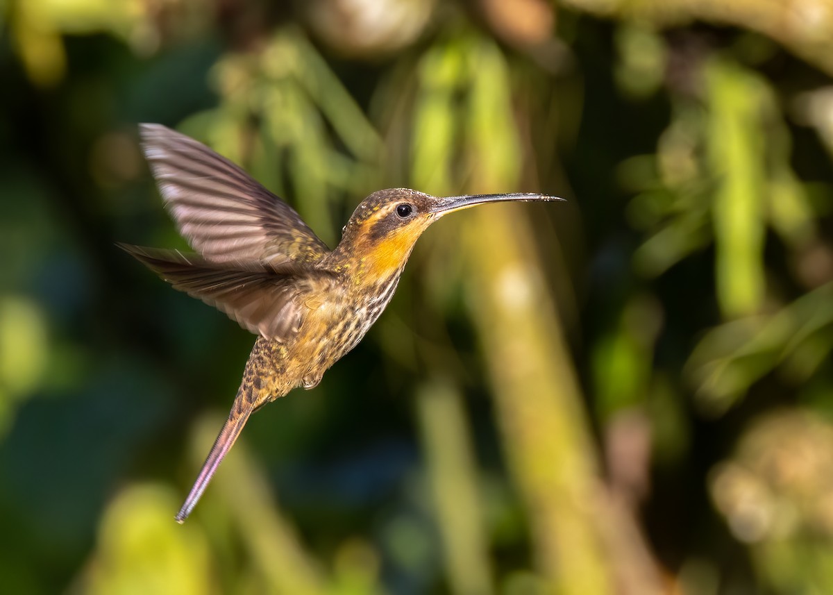 Saw-billed Hermit - ML642718889