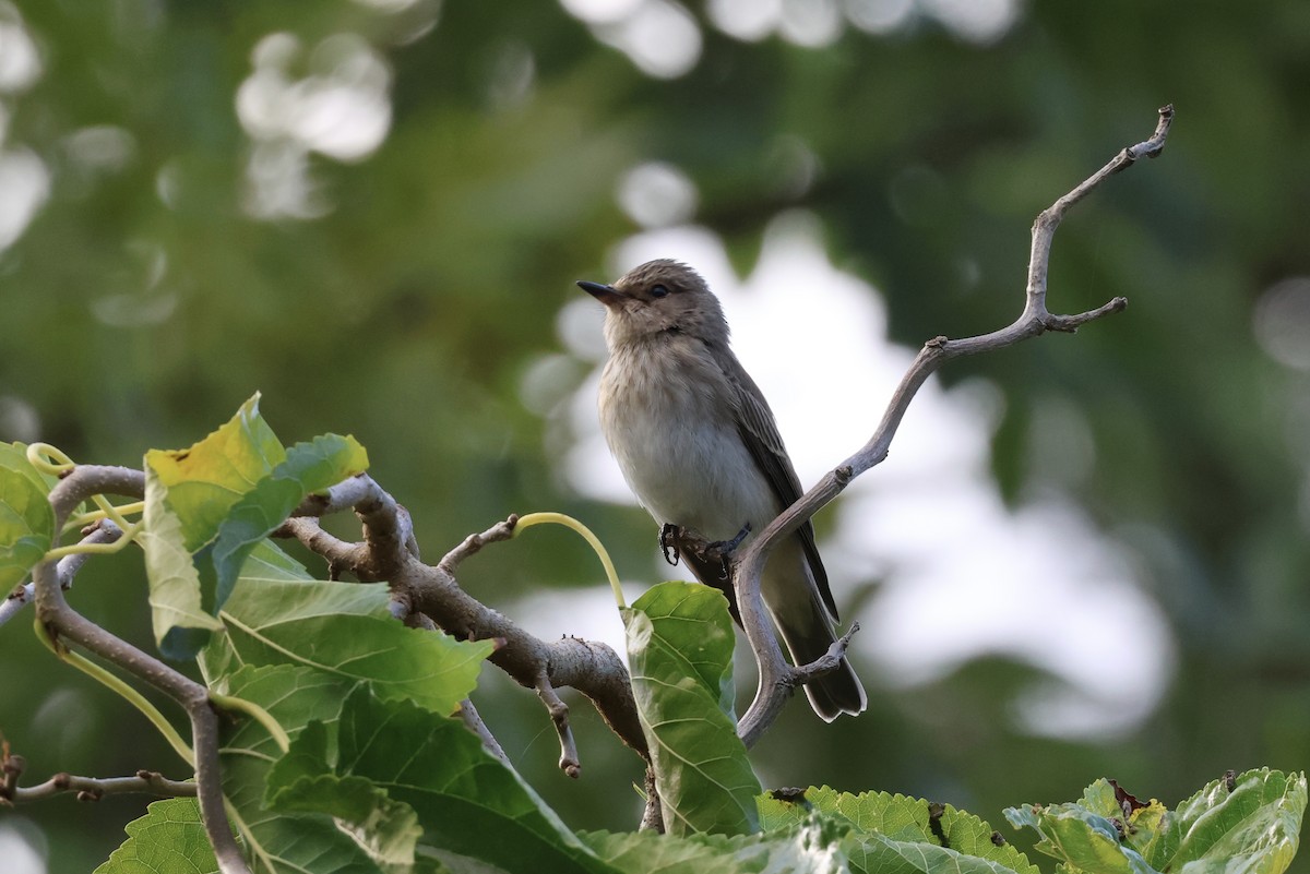 ムナフヒタキ - ML642718893