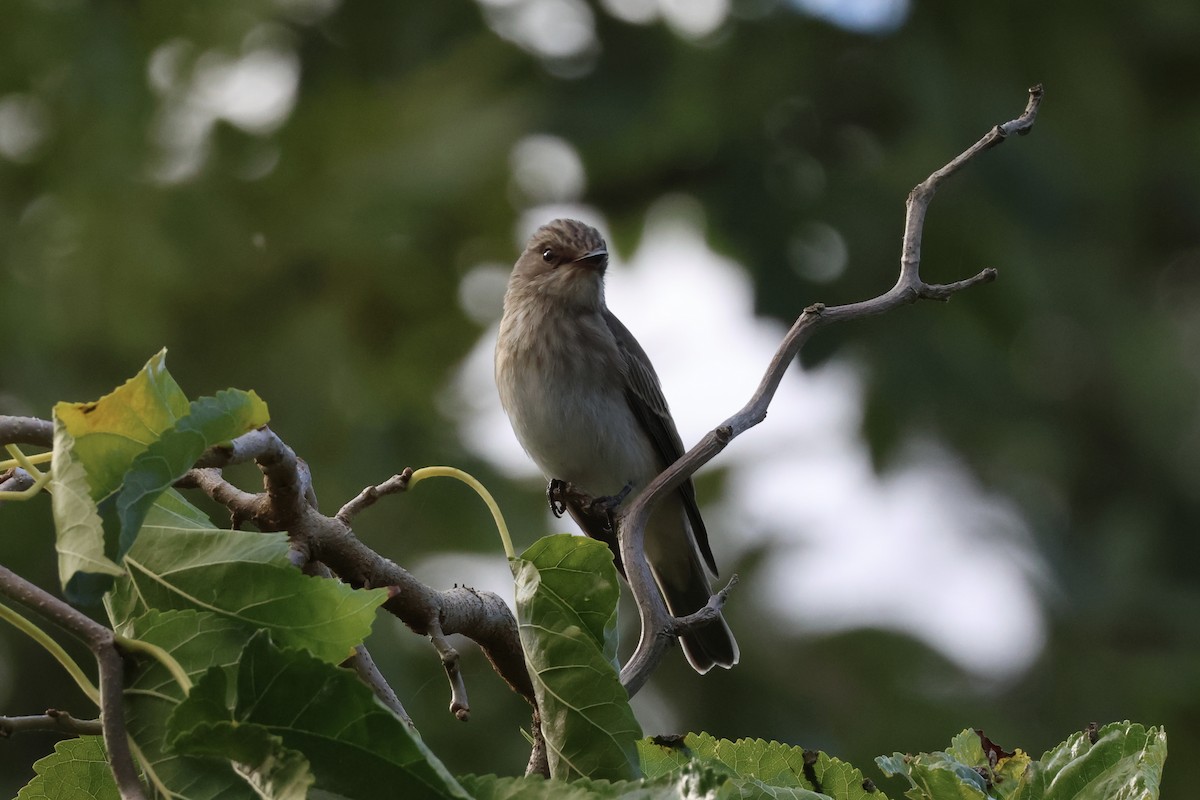 ムナフヒタキ - ML642718894