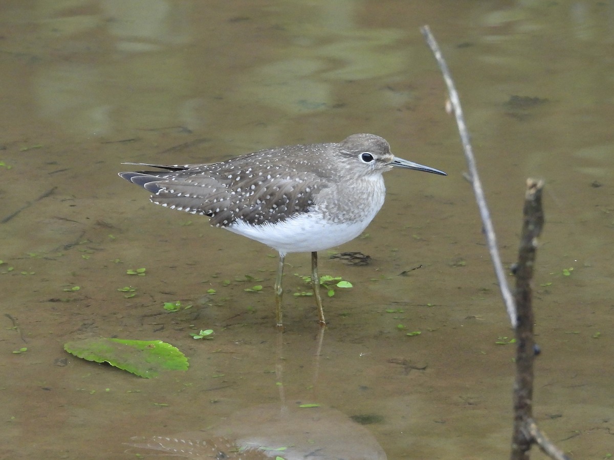 Solitary Sandpiper - ML642718999