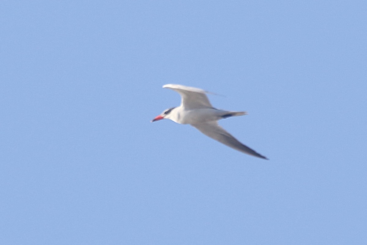 Caspian Tern - ML642719005