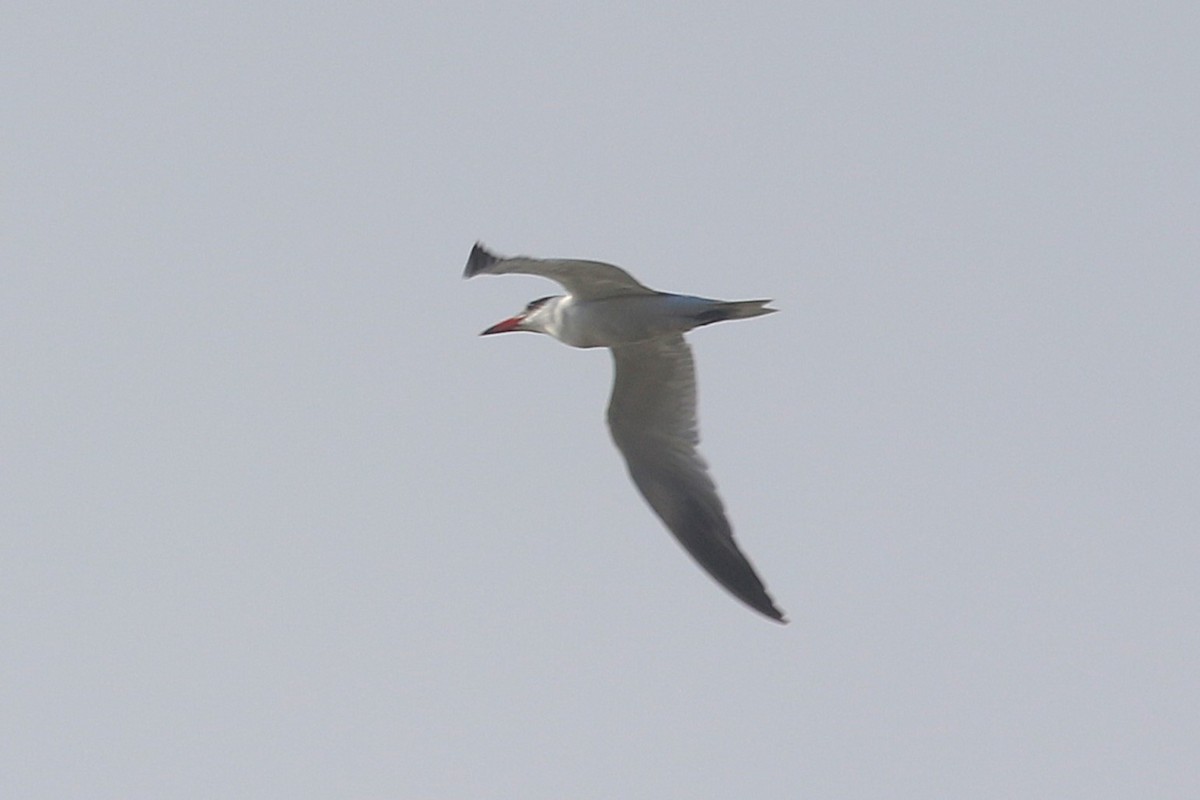 Caspian Tern - ML642719010