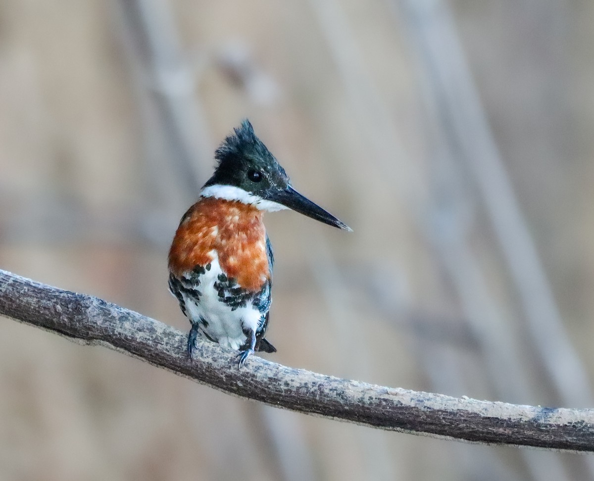Green Kingfisher - ML642719021