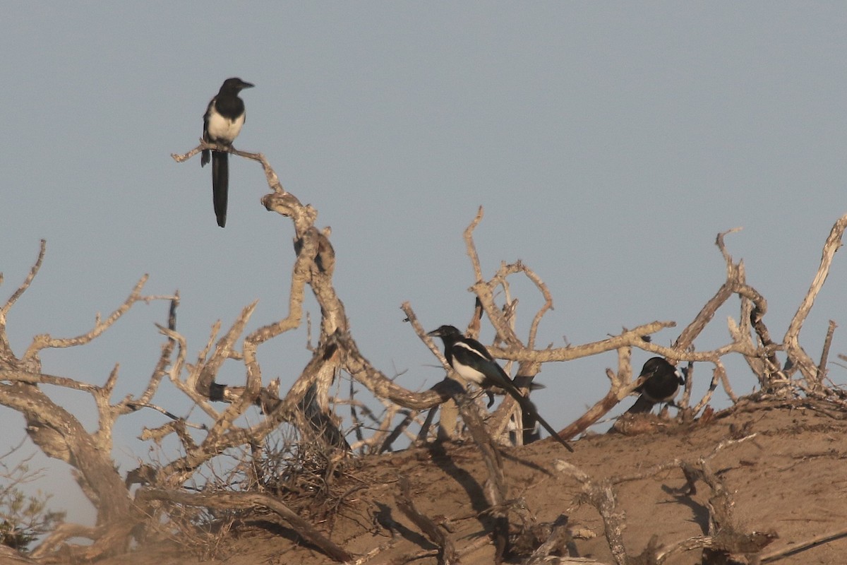 Eurasian Magpie - ML642719022