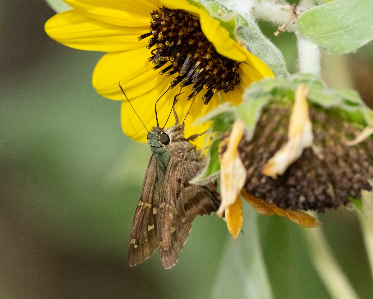 Long-tailed Skipper - ML642719035