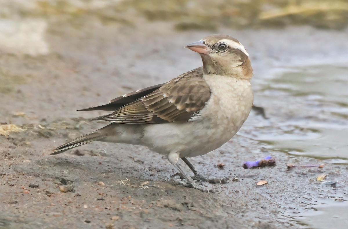 Yellow-throated Bush Sparrow - ML642719059
