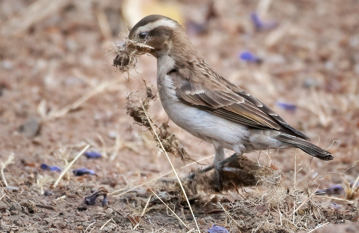 Yellow-throated Bush Sparrow - ML642719071