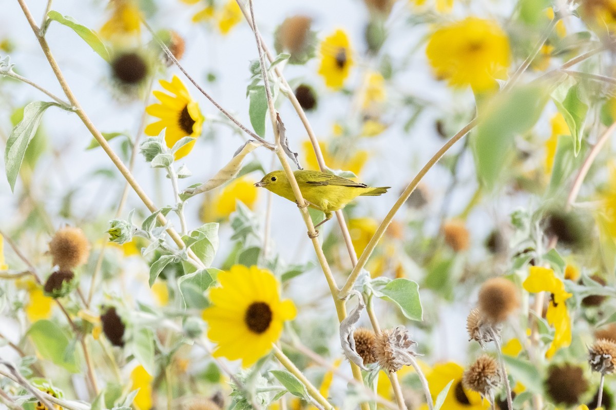 Northern Yellow Warbler - ML642719073