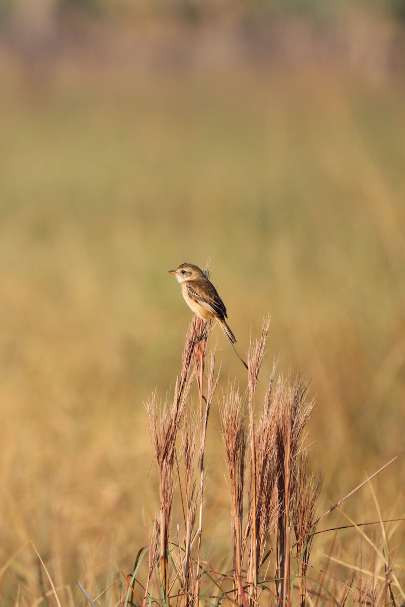 Strange-tailed Tyrant - ML642719080