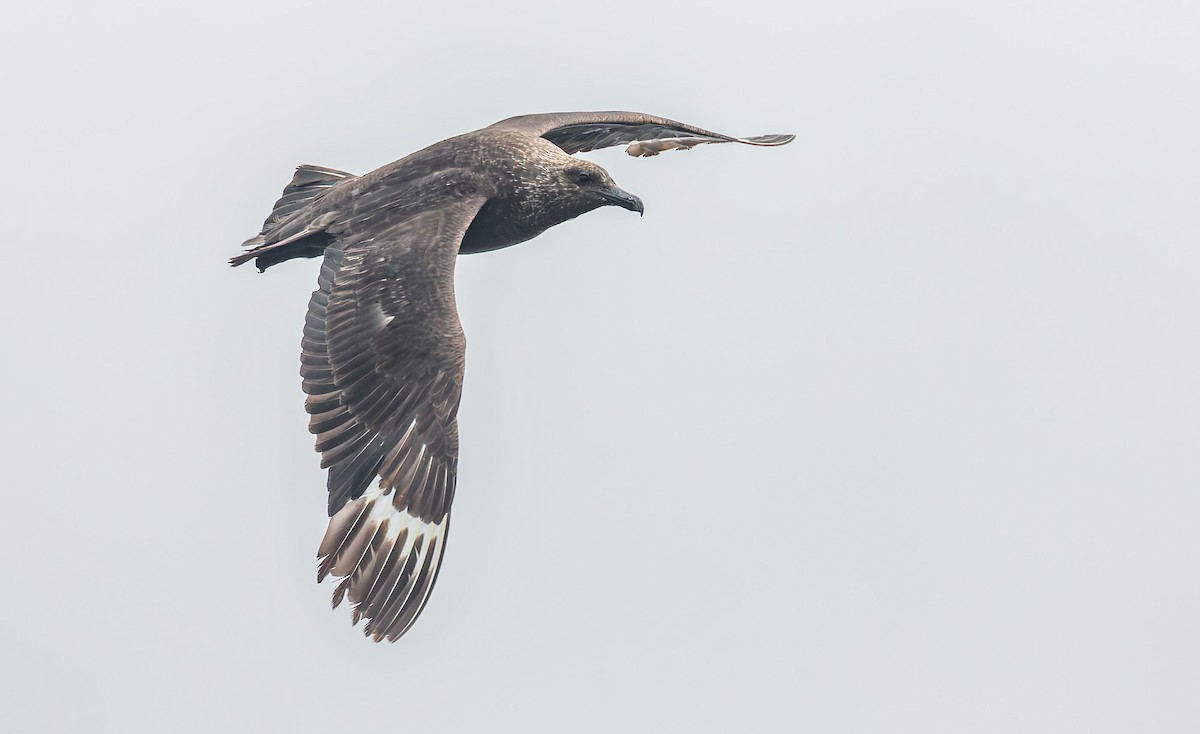 South Polar Skua - ML642719083