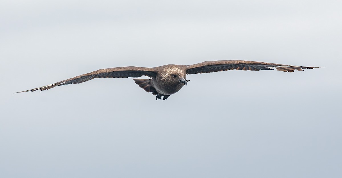 South Polar Skua - ML642719084
