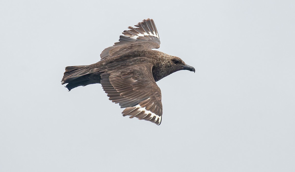 South Polar Skua - ML642719085