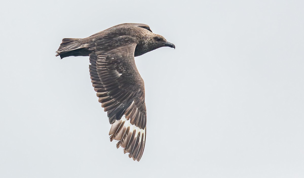 South Polar Skua - ML642719086